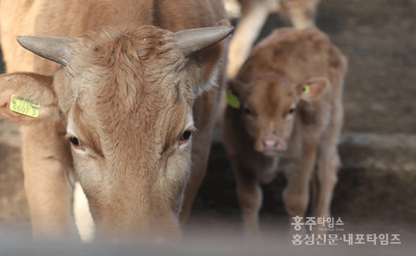 1000년 이어온 홍성과 한우의 인연 < 기획/특집 < 홍성신문 < 기사본문 - 홍성신문 내포타임즈 1000년 이어온 홍성과 한우의 인연