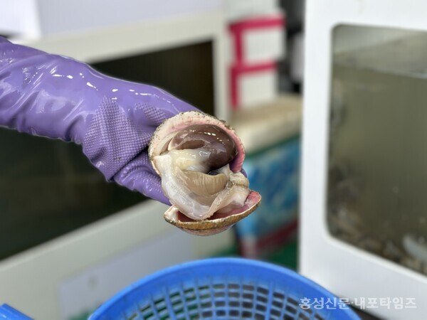 새조개 1kg 14만원···비싼 가격에 한숨뿐