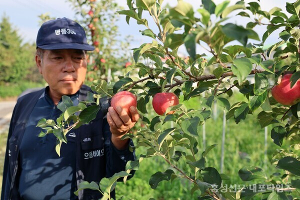 금마면 박태진 씨가 마당에서 붉게 익어가는 사과를 바라보고 있다.