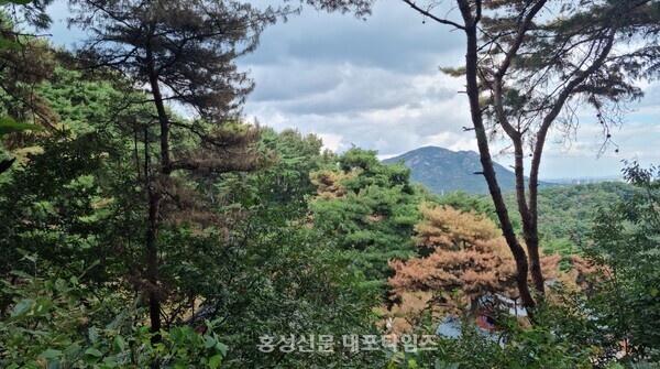 홍성에 소나무재선충병 확산이 심각한 것으로 나타났다. 홍성읍 백월산 곳곳에 소나무재선충병으로 소나무가 죽었다.