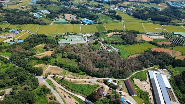 광천읍 대평리에 소나무재선충병이 확산된 모습. 사진=홍성군